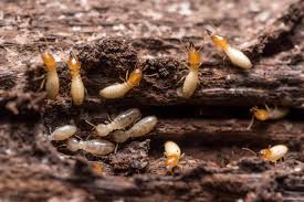 Termite Prevention