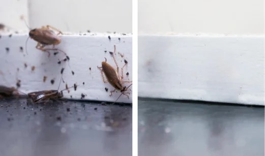 Pest Control Before and After